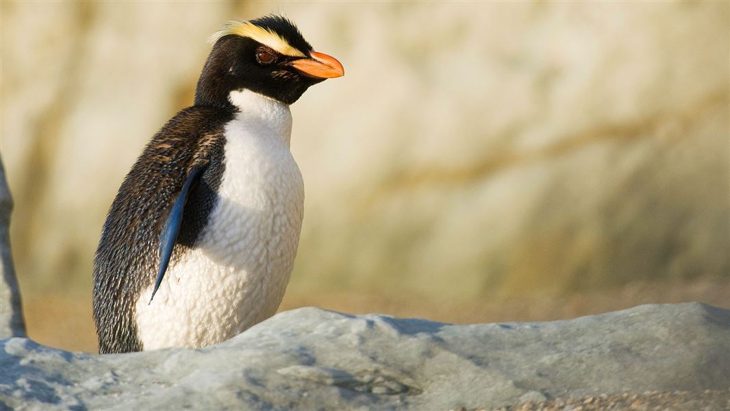 Fiordland crested penguin. 