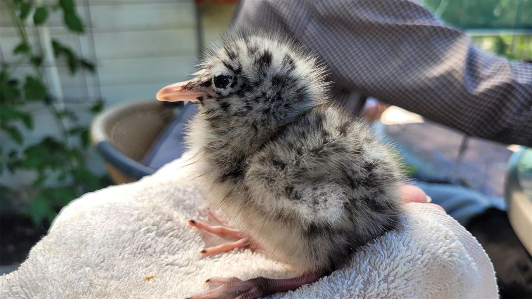 This black-billed gull chick wandered into the bookshop/post-office branch. 