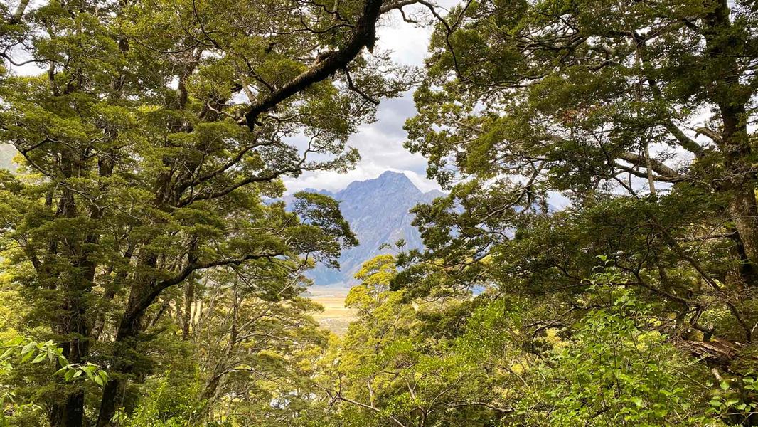 Governors Bush Walk: Short walks in Aoraki/Mt Cook National Park