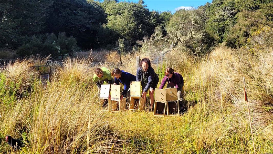 Conservation volunteers release takahē into the tussock with excitement on their face.