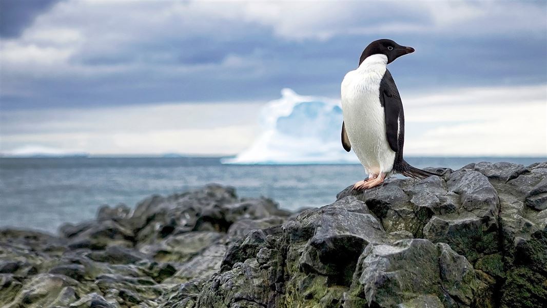 Penguin, Antarctica. 