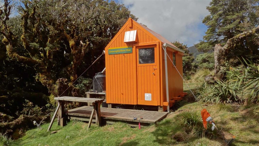 Dracophyllum Hut. 