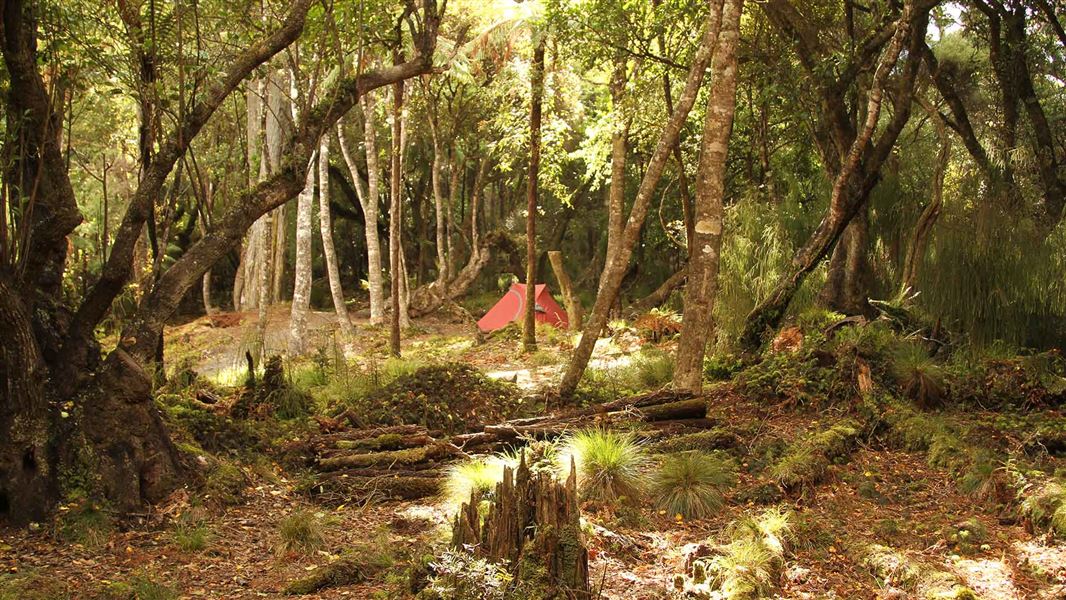 Tent in the middle of a forest. 