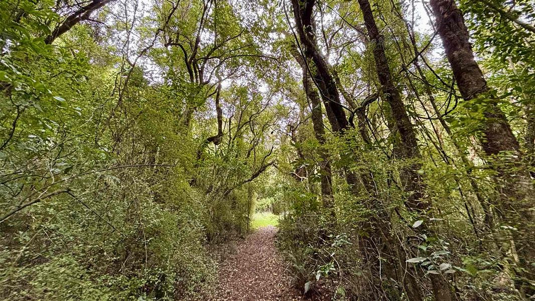 Gunns Bush Track. 