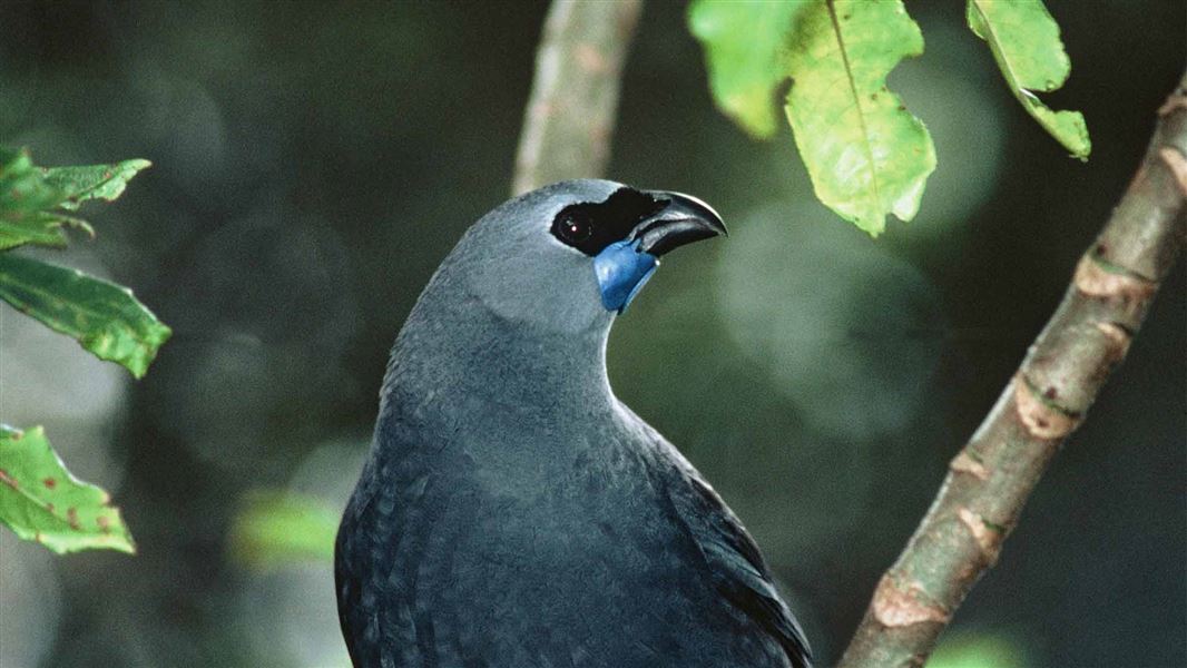 A bluey grey bird with a blue tuft below its beak