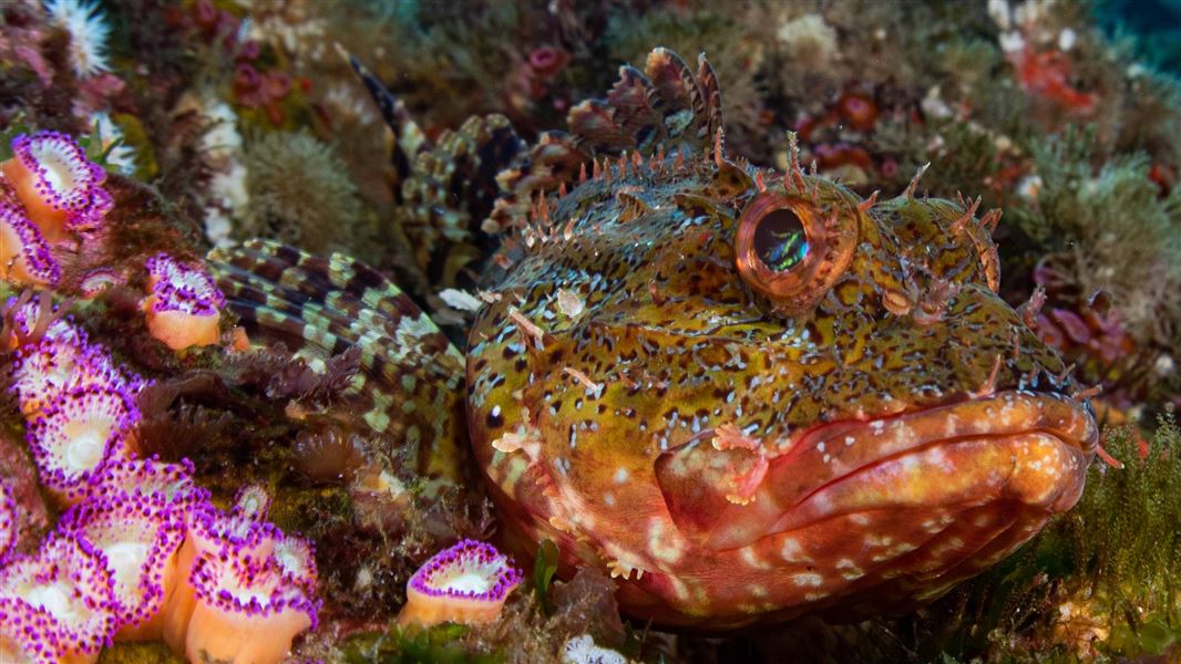 A close up of a fish nestled on a rock beside a range of plants