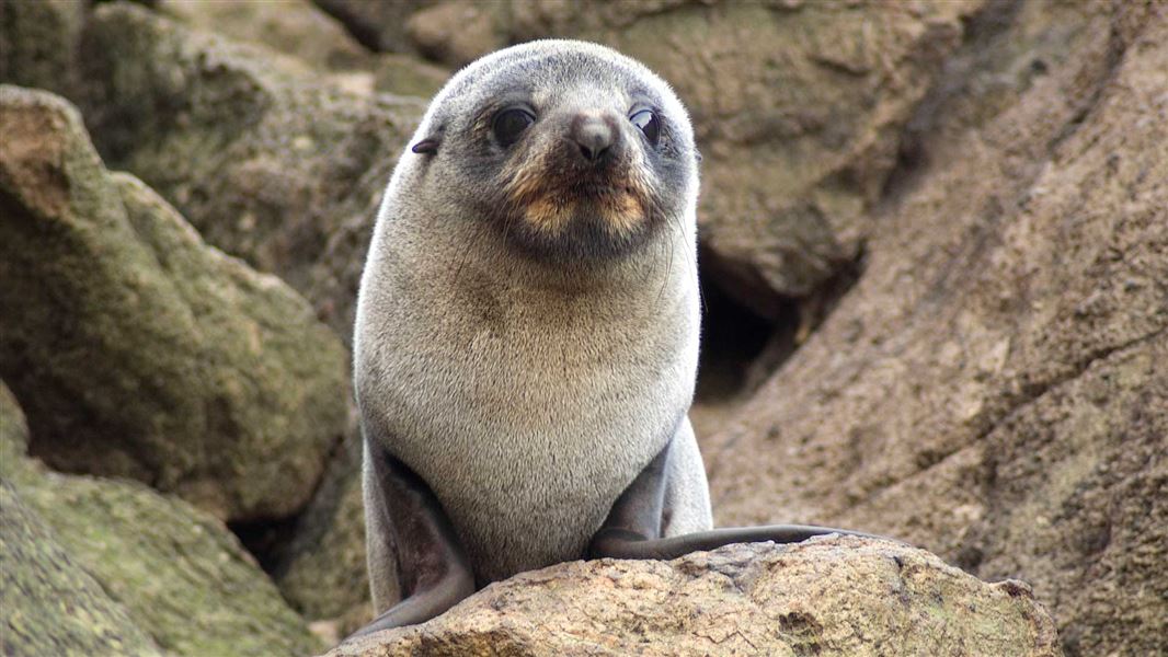 NZ fur seal. 
