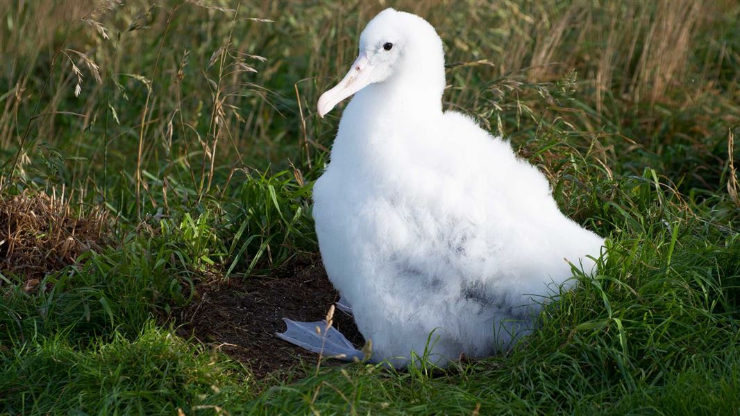 Royal cam chick. 