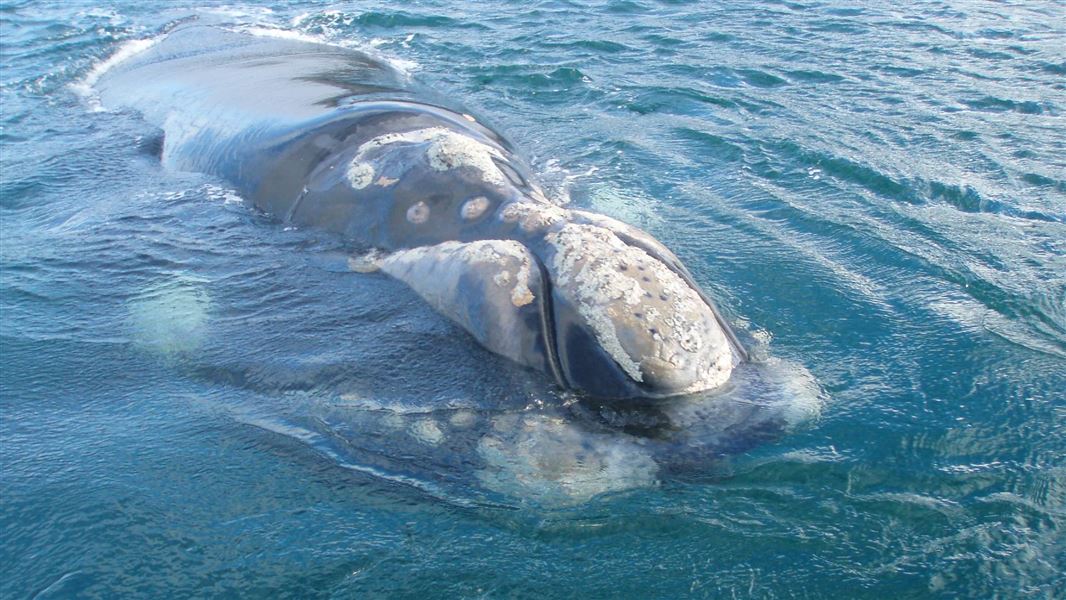 Southern right whale or tohorā (eubalaena australis)