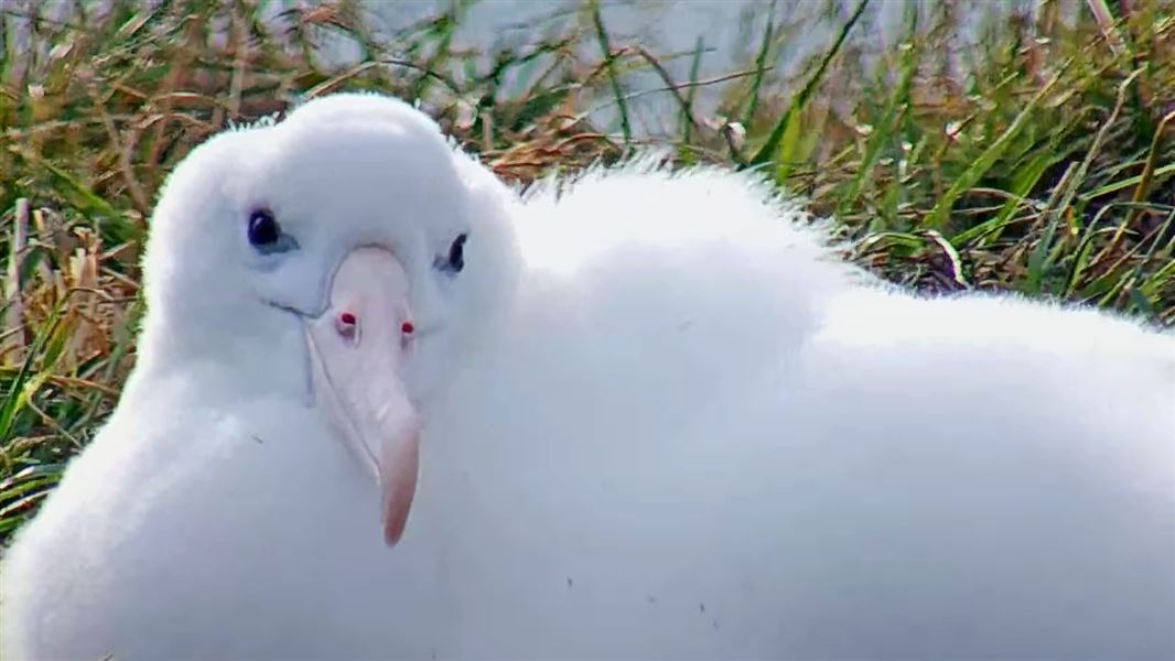 A close up of the Royal Cam chick lying in the grass