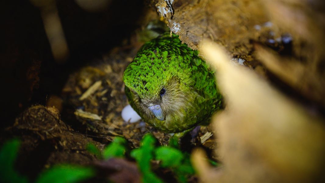 A photo taken at night of a large green bird crouched in a hollow under a tree.