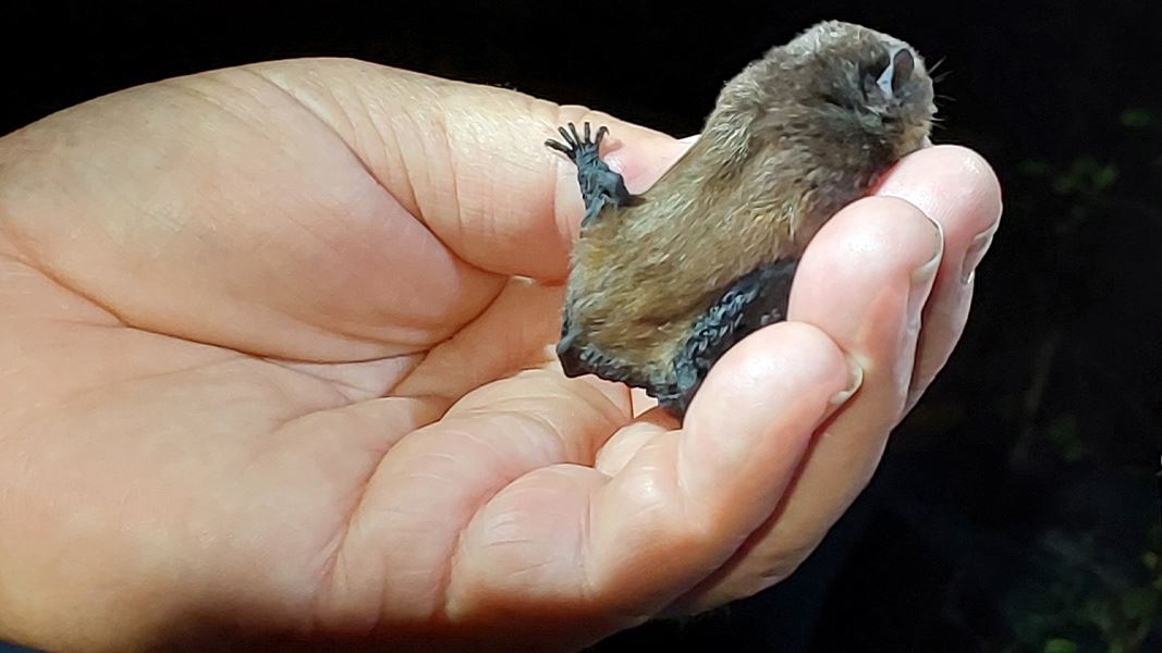 Hand holding a long-tailed bat/pekapeka