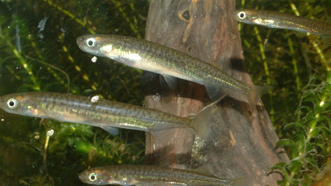 Three shiny adult inanga/whitebait.