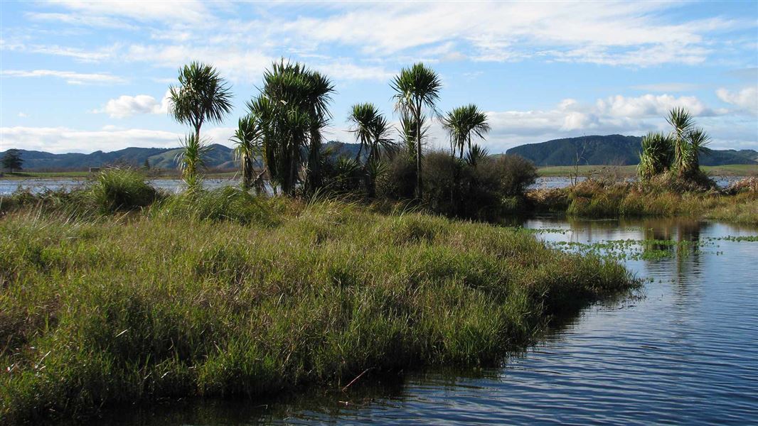 Whangamarino Swamp. 