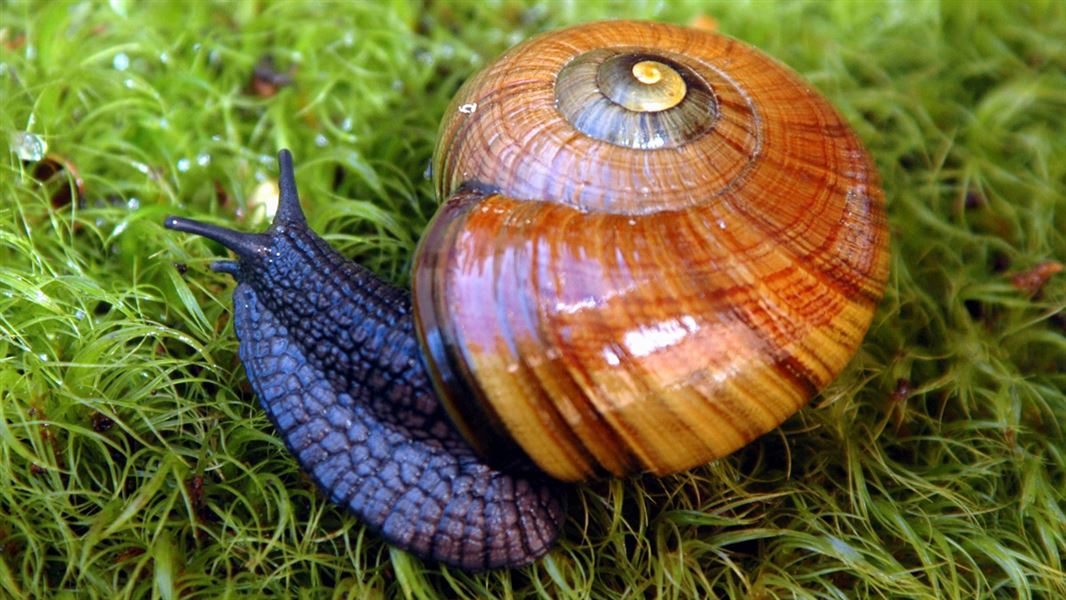 Powelliphanta augusta snail crawling across some bright green moss