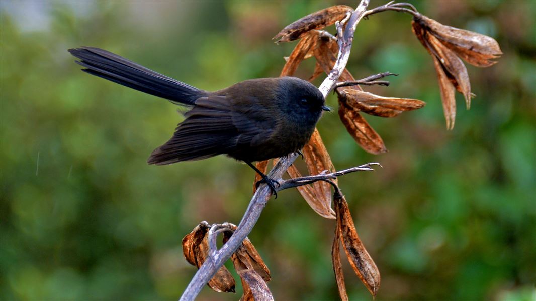 Black tīwaiwaka.