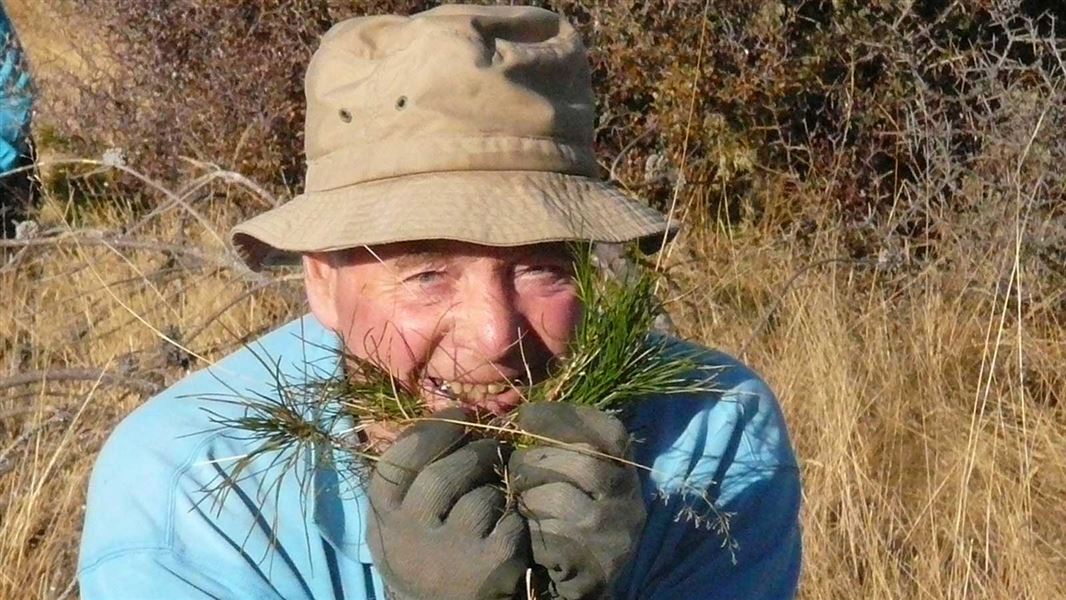 olunteer pulling pinus contorta seedlings. 