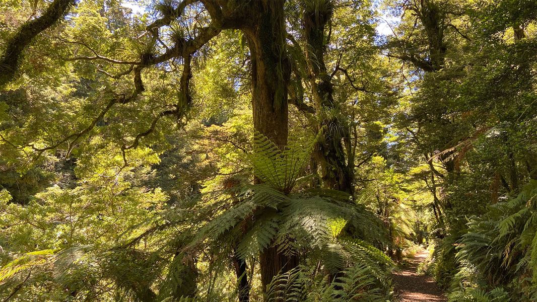 Walking track through trees.