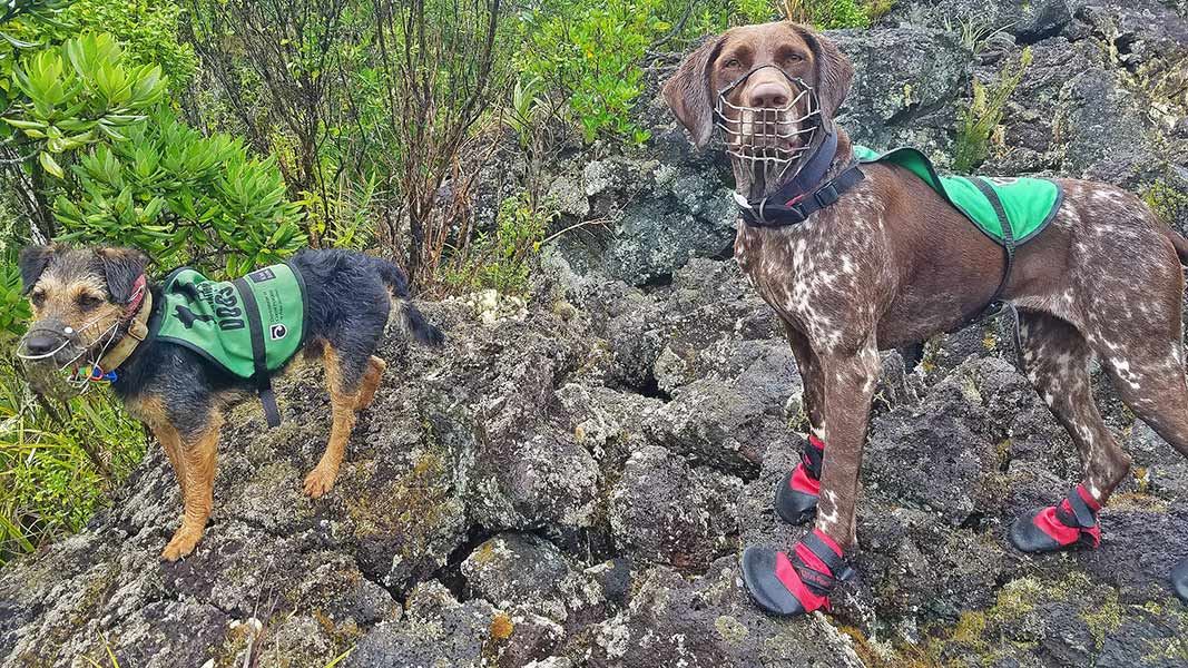 Predator detection Conservation Dogs Rio and Milo. 