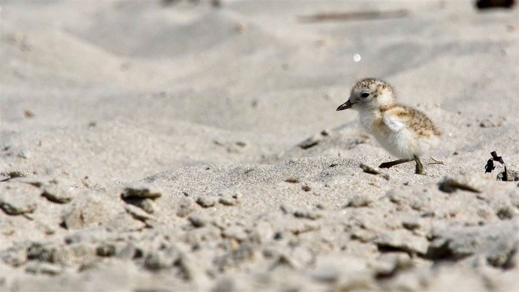 A small baby bird runs across the sand.