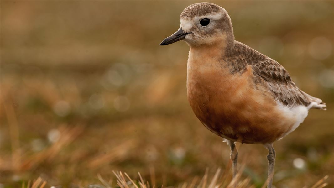 Southern New Zealand dotterel. 