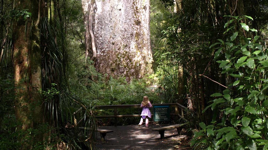 Kauri. 