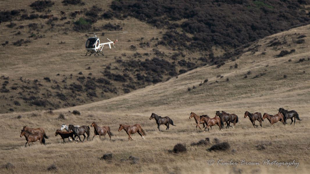 Horses being mustered by helicopter. 