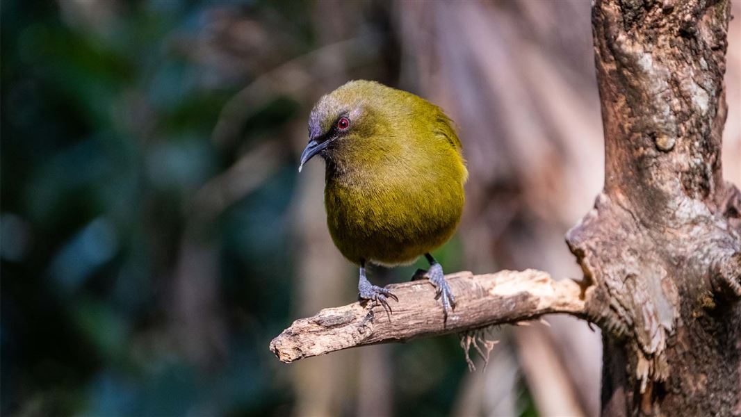 A greeny yellow small bird perches on a small branch.