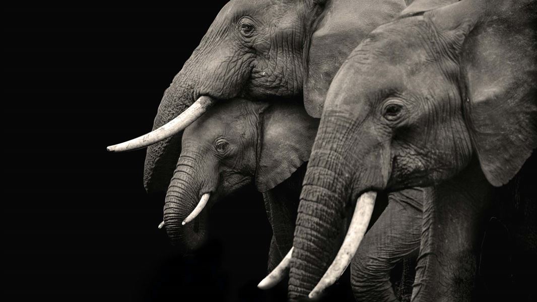 3 grey elephants, with one being a young elephant. Their white tusks are clearly visible.