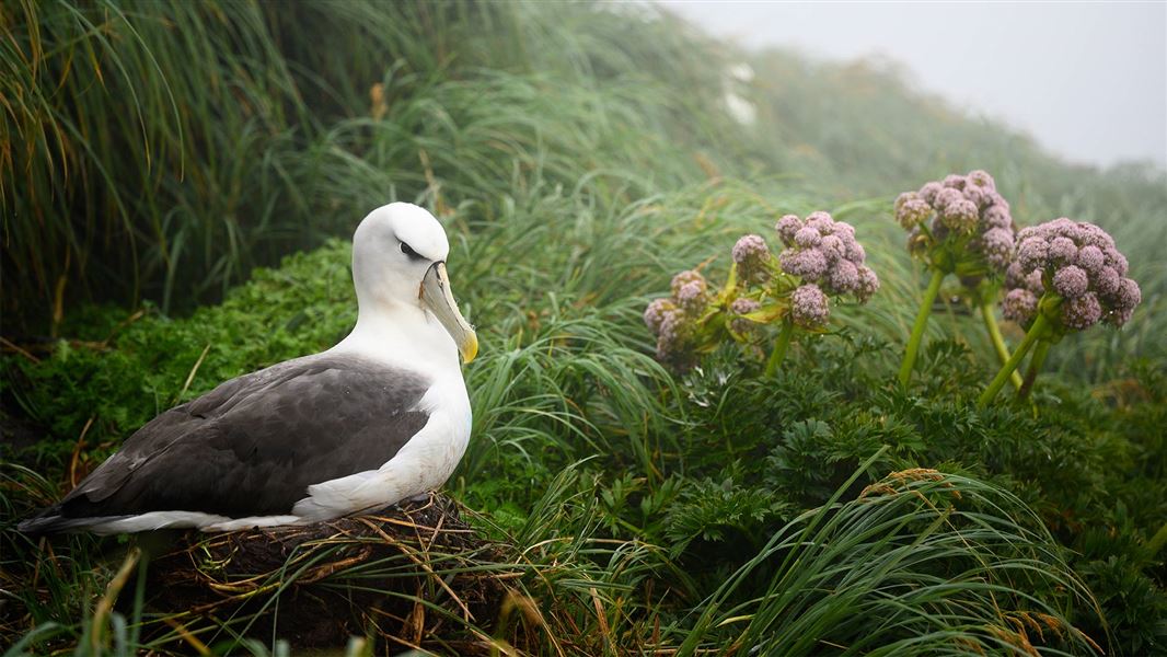 Toroa, white-capped albatross 