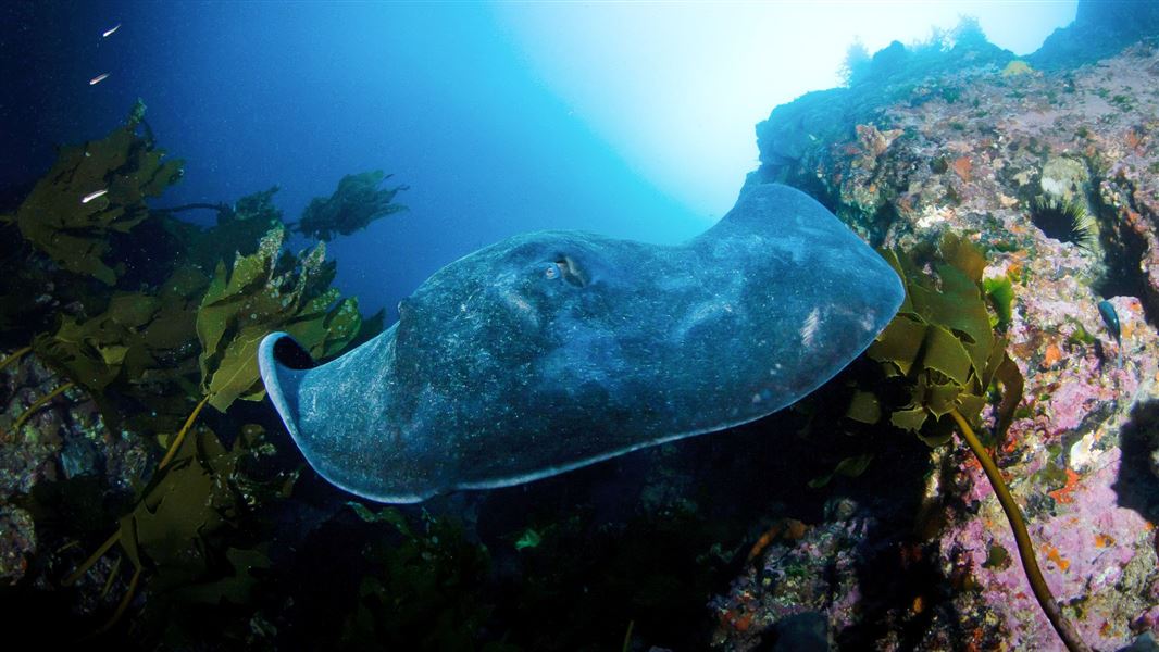 A close up of a ray moving through the ocean environment.