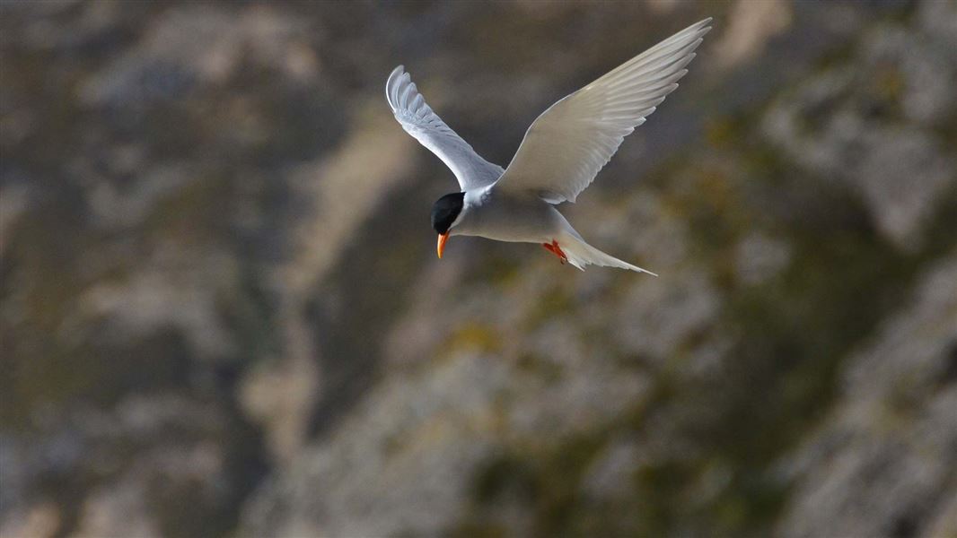 Black-fronted tern. 