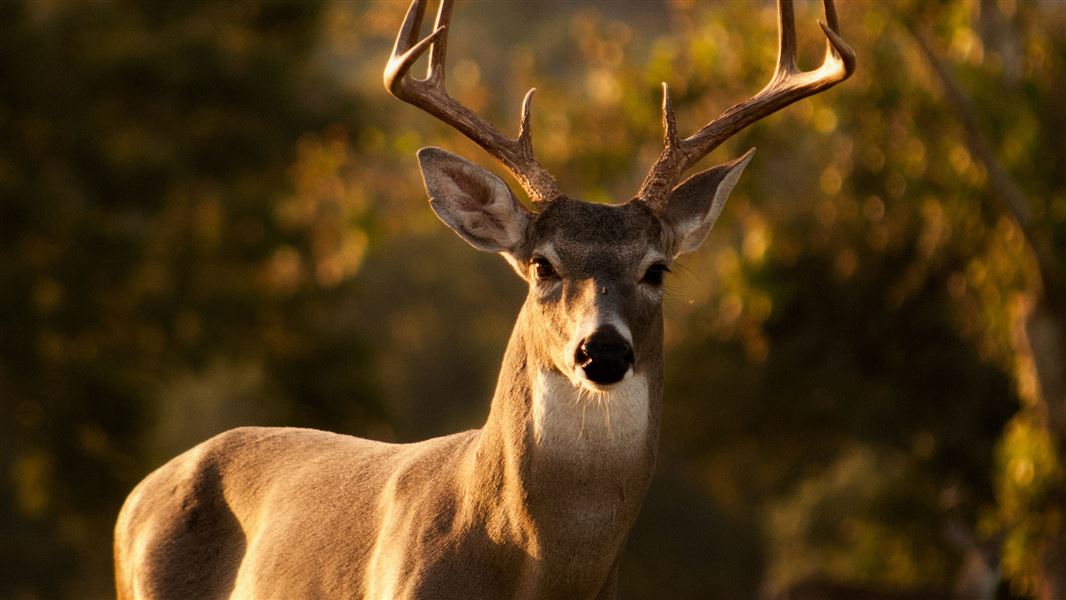 Close up of deer stag.