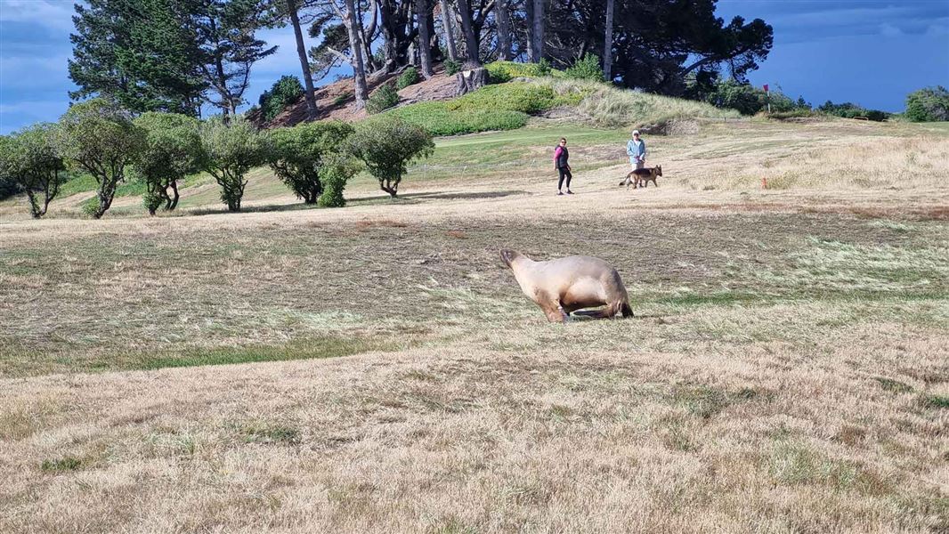 Sea lion on the Chisholm Links golf course with people walking a dog on lead in the back ground. 