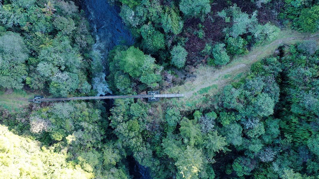 Arataki Track: Pureora Forest Park, Waikato