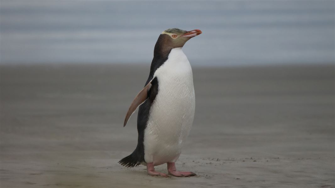 Hoiho/yellow eyed penguin on the beach.