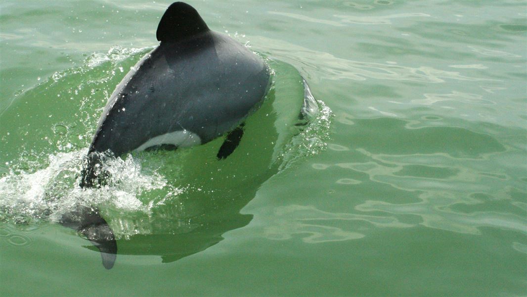 Māui dolphin. 