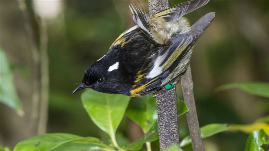 Male adult hihi.