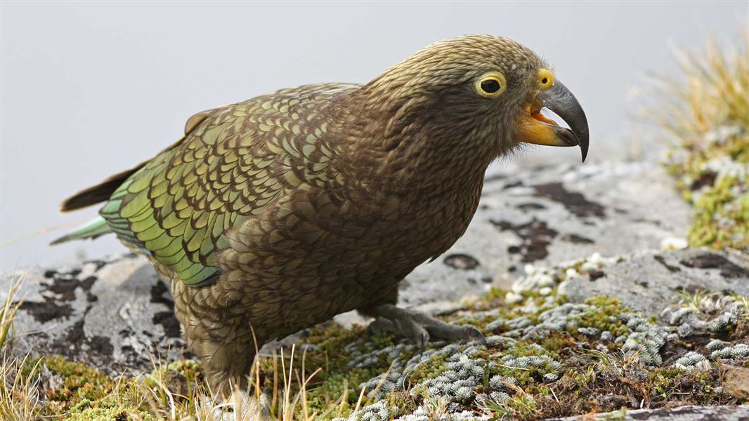 Juvenile kea