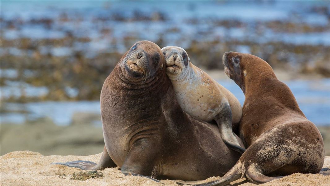 New Zealand sea lions. 