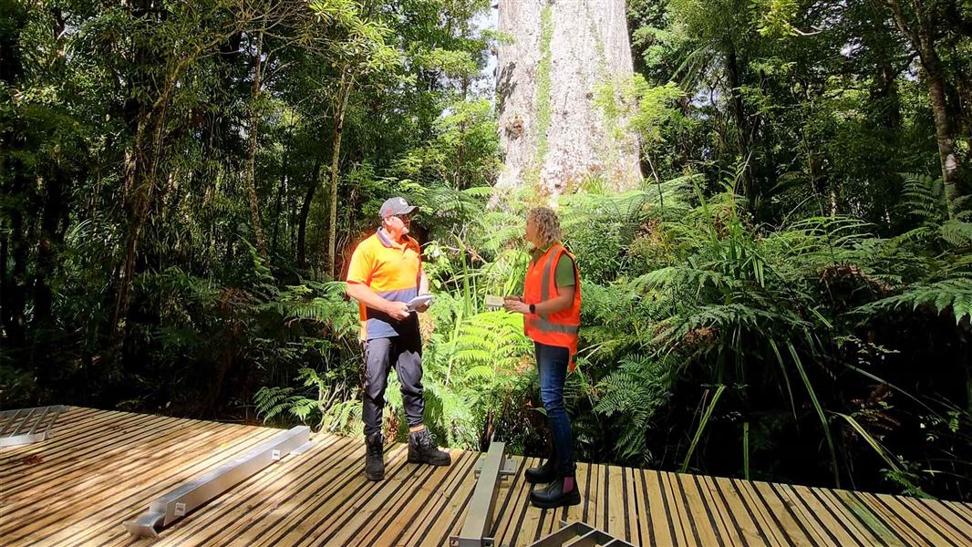 DOC ranger talks to contractor at work site in front of Tāne Mahuta. 