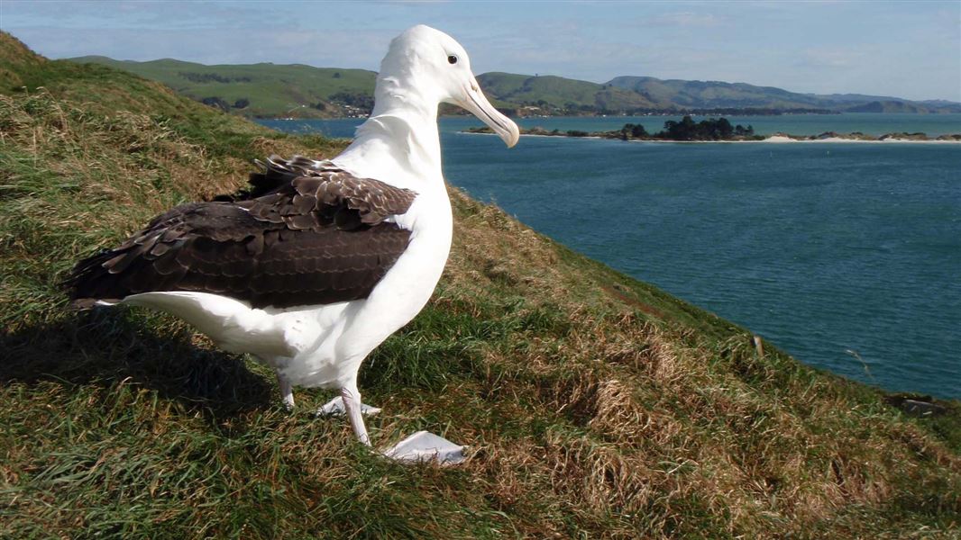 Albatross. 