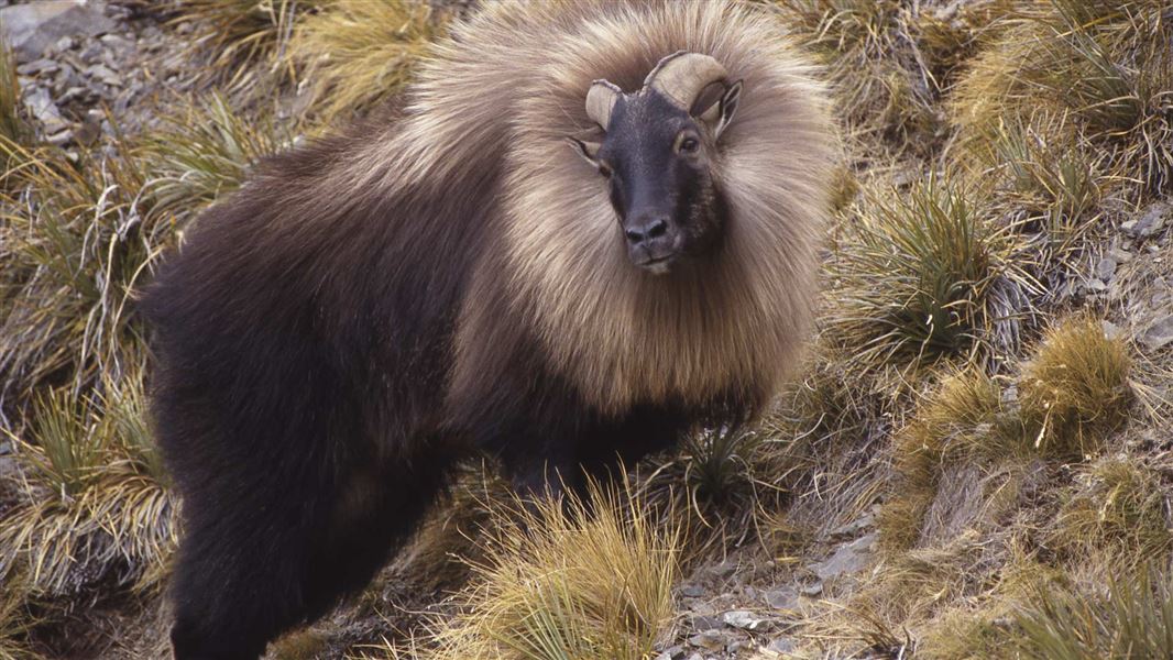 Tahr.