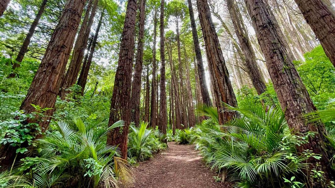 Track leading through tall trees with fern undergrowth.