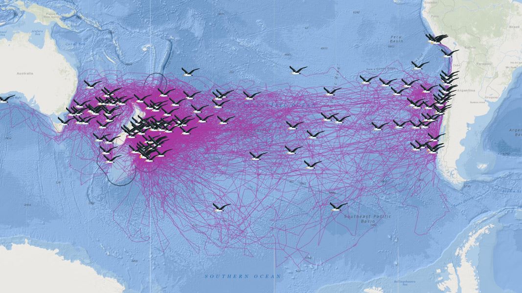 Screenshot of albatross tracking app. 