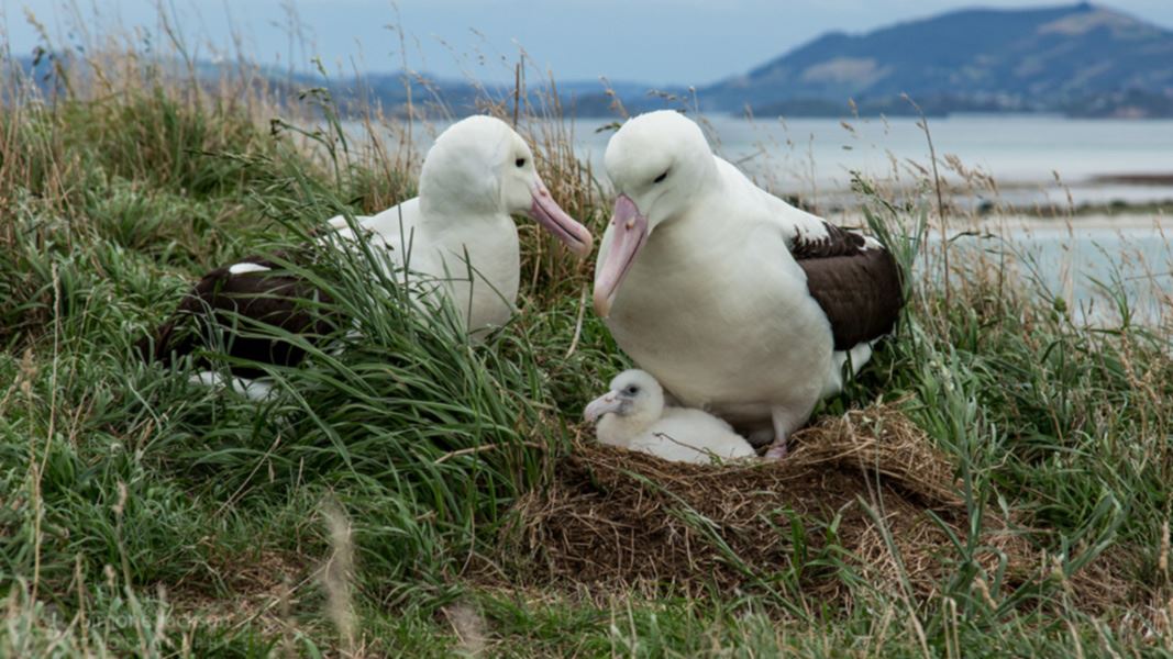 Albatross parents and chick. 