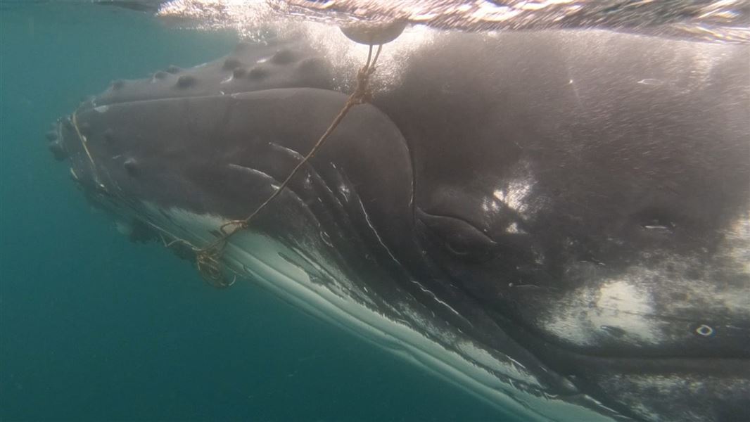 Humpback whale entangled