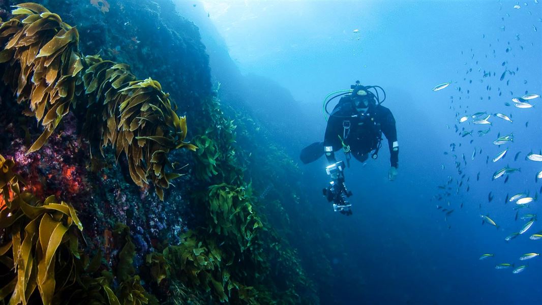 A diver with a camera surrounded by rocks, golden coloured seaweek and a school of fish.