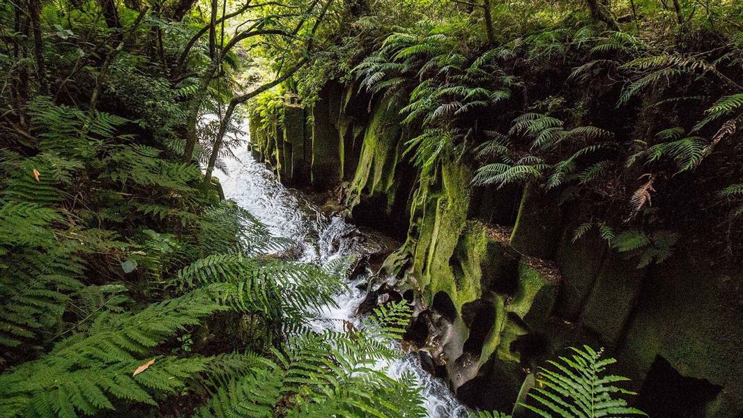 Te Whaiti nui a Toi Canyon. 