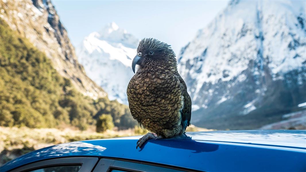 DOC is urging people to take care around kea on the roads following a number of recent deaths. Kea on the roof of a car along the Milford road. 